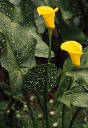 Z. elliotiana.  Image A.E. van Wyk