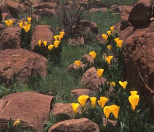 Z. pentlandii.  Image A.E. van Wyk